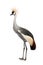 Grey Crowned Crane - Balearica regulorum (18 month