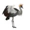 Grey Crowned Crane - Balearica regulorum (18 month