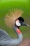 Grey Crowned Crane (Balearica regulorum)