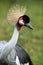 Grey crowned crane, Balearica regulorum