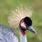 Grey crowned crane, Balearica regulorum