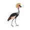 Grey crowned crane Balearica regulorum