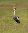 Grey Crowned Crane, Balearica regulorum, Amboseli, Kenya, Africa