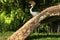 The grey crowned crane. Balearica regulorum is a bird in the crane family Gruidae. It is found in Africa and Uganda. Exotic bird