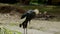 Grey crowned crane bird cleans body