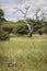 Grey crowned crane bird in the grass during safari in Tarangire National Park, Tanzania