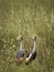 Grey crowned crane bird in the grass during safari in Tarangire National Park, Tanzania