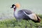 Grey Crowned Crane bird in rainforest