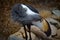 Grey Crowned Crane in captivity grooming feathers