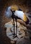 Grey Crowned Crane in captivity grooming feathers standing on rocks.
