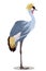 Grey crowned crane cartoon