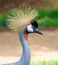 Grey crowned crane close up in profile