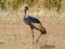 Grey crowned crane, closeup