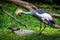 Grey crowned crane and duck eating