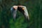 Grey crowned crane in flight, Balearica regulorum, with dark background. Bird head with gold crest in heavy rain, Africa, Tanzania