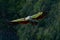 Grey crowned crane fly, Balearica regulorum, with dark background. Bird head with gold crest in beautiful evening sun light. Sunse