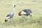 Grey crowned crane foraging