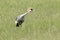 Grey Crowned Crane foraging on savanna