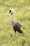 Grey crowned crane on grass in profile