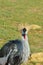 Grey Crowned Crane head