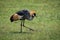 Grey crowned crane lifting foot on grassland