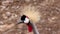 Grey Crowned Crane Looking Around