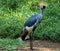 Grey crowned crane standing