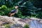 Grey crowned crane standing on the rock near the waterfall