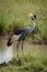 Grey crowned crane stands on river bank
