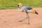 Grey Crowned Crane Walking