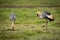 Grey crowned crane walks slowly towards another