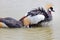 Grey Crowned Crane washing in natural water pool