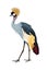 Grey Crowned Crane. Water bird. Vector illustration.