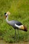 Grey crowned crane at waters edge