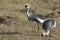 grey crowned crane which stands in the middle of the African savanna in the dry season