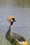 Grey Crowned Crane Zimbabwe, Hwange National Park