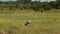 Grey crowned cranes