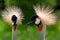 Grey Crowned Cranes - Balearica regulorum, a portrait