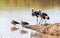 Grey-crowned cranes and Egyptian geeses at a waterhole in the Masai Mara