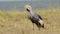 Grey Crowned Cranes walking and feeding on the grasses of the dry savannah savanna in grazing in Maa