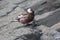 Grey-crowned rosy finch sitting on a coastal rock near its nest