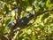 A grey cuckooshrike isolated in a bush