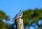 A grey cuckooshrike isolated in a bush