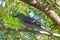 Grey cuckooshrike with prey in tree