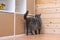 The grey curious cat chartreux surveys the territory. Cat is sniffing the wooden shelving in the room.