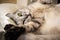 Grey cute cat lying on pillow and touch its paw