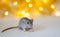 Grey cute little rat sitting near bit of cheese on the soft light beige background with beautiful luminous yellow blur