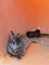 Grey cute rabbit lying or resting in orange concrete in a hutch or den in a farm with its herd, family and friends