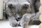 Grey cute sleeping cat closeup