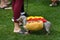 Grey Dachshund Stands With Handler in Hot Dog Costume